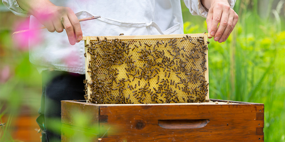 Bijen zijn van levensbelang voor het voortbestaan van de mens