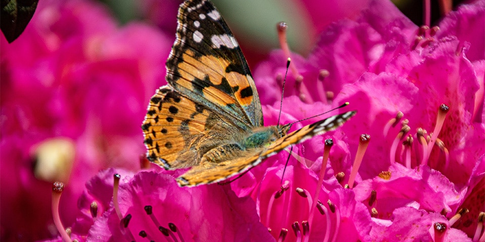 Rhododendron brengt kleur, structuur en volume in grotere tuinen