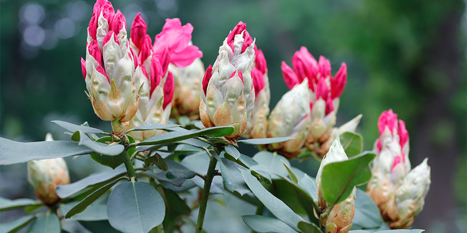 Stevige en gezonde rhododendrons, het hele jaar door aan te planten