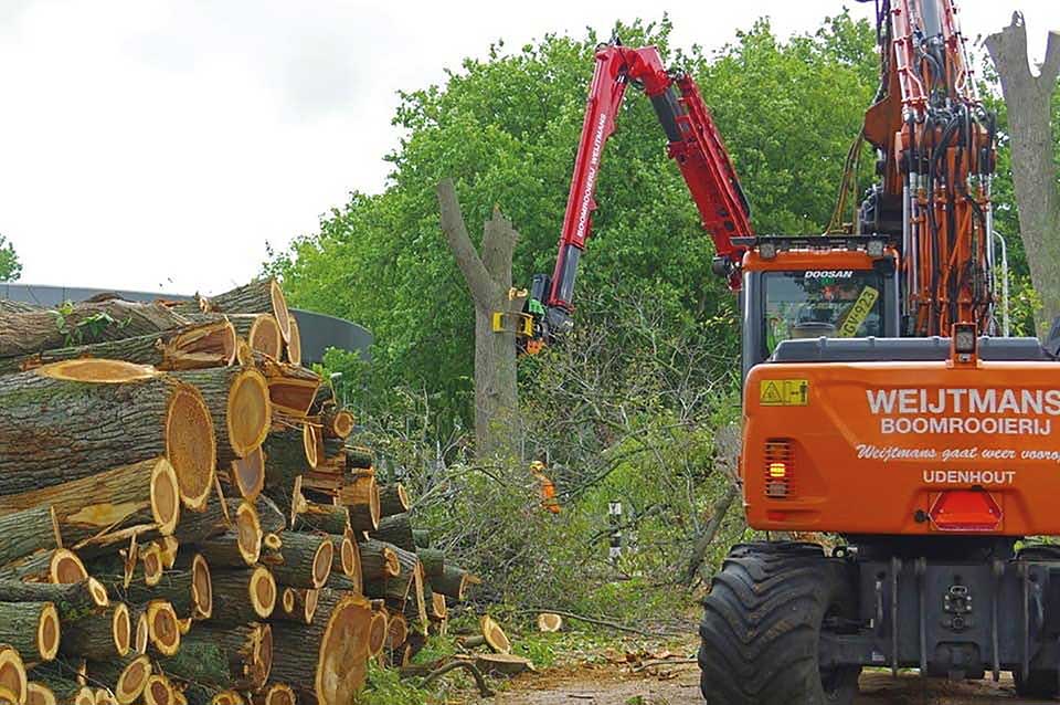 Boomrooijerij Weijtmans over aanplanting en beheer van eikenbomen