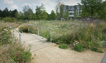 Amphion-park-wilde-bloemenweide