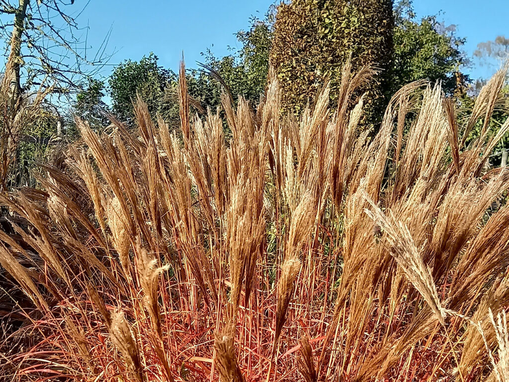 Sierlijke grassen voor een natuurlijk winterbeeld