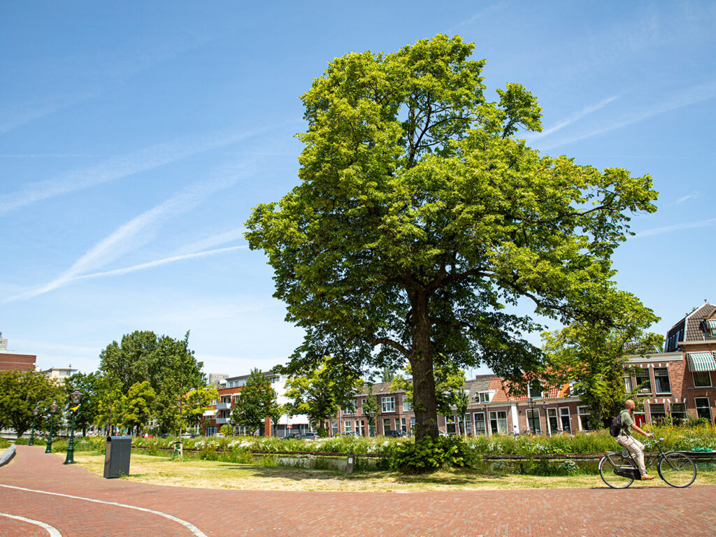 Bomenwacht Nederland zet fors in op CO2-reductie