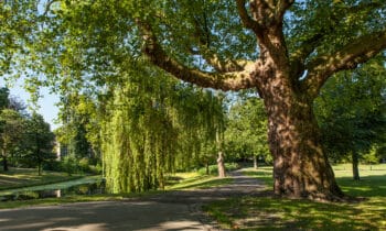 Boom-stedelijke-omgeving-Investree